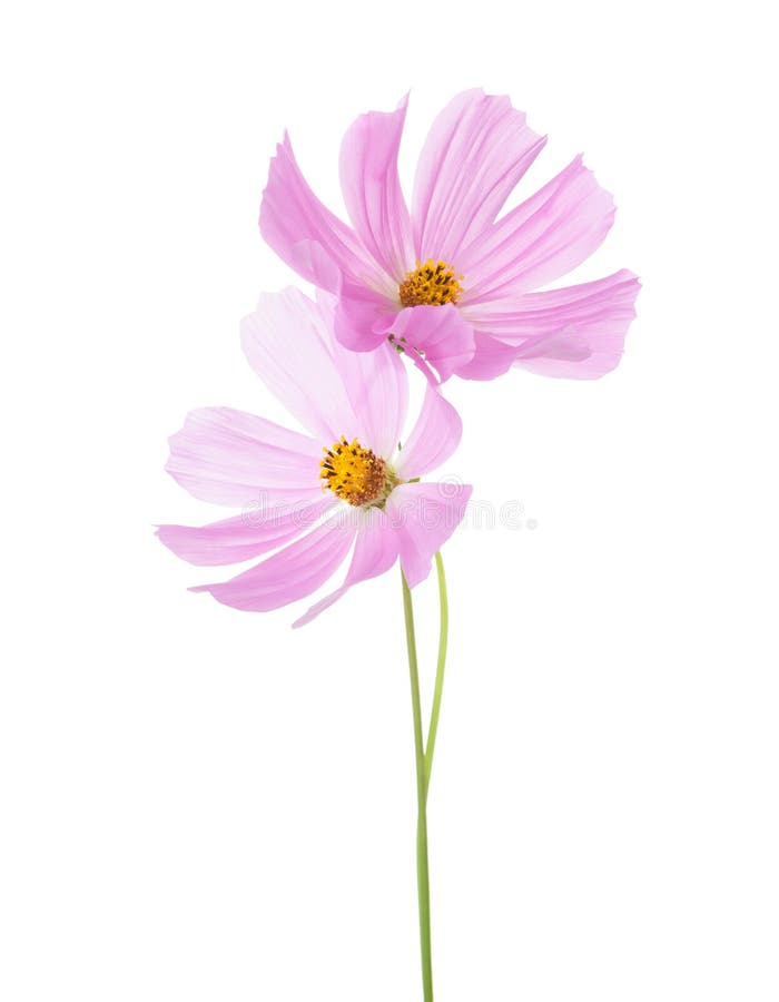 Dos Flores Rosas Claras Del Cosmos Aisladas En El Fondo Blanco Fondos Del Cosmos Del Jardín Para El Balneario Imagen de archivo - Imagen de flores, macro: 96962721 Dos Flores Rosas Claras Del Cosmos Aisladas En El Fondo Blanco Fondos Del Cosmos Del Jardín Para El Balneario Imagen de archivo - Imagen de flores, macro: 96962721