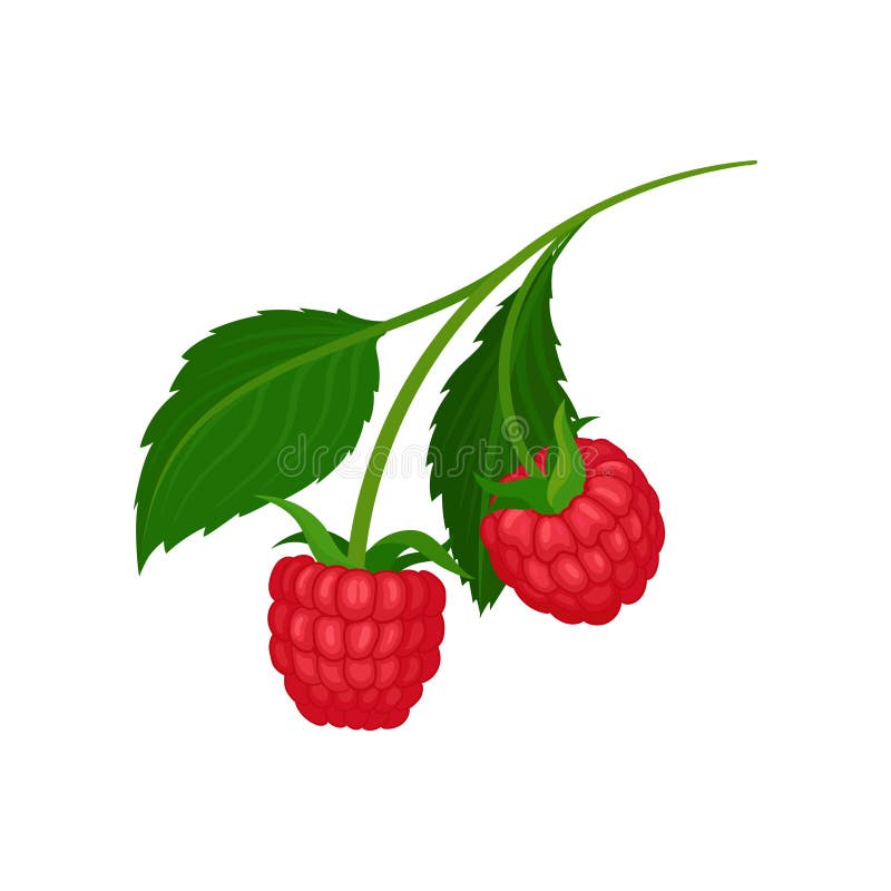 Dos frambuesas jugosas que cuelgan en puntilla con las hojas verdes Alimento natural Baya deliciosa del verano Icono plano del ve libre illustration Dos frambuesas jugosas que cuelgan en puntilla con las hojas verdes Alimento natural Baya deliciosa del verano Icono plano del ve libre illustration