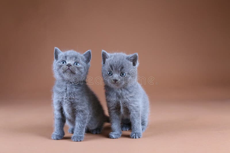 Dos gatitos británicos de Shorthair, retrato aislado, fondo beige foto de archivo libre de regalías