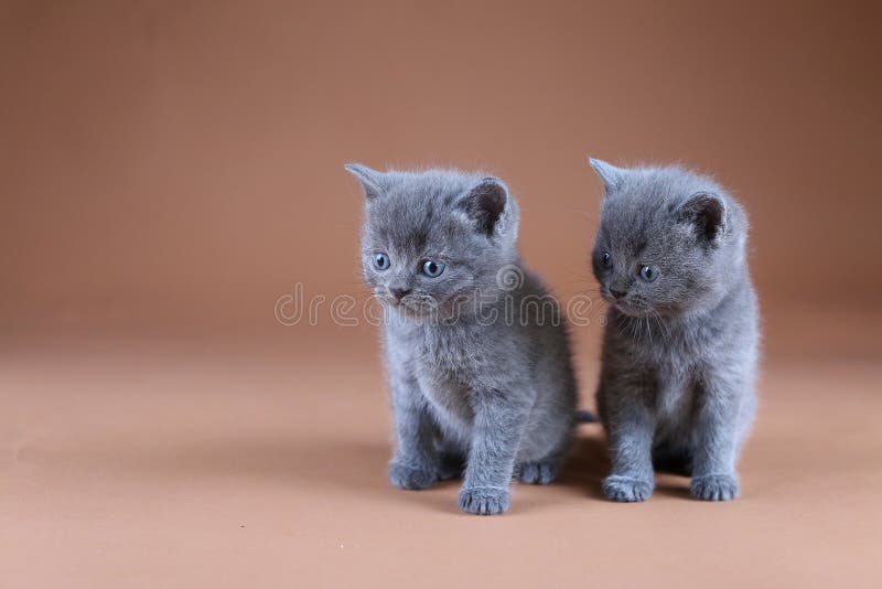 Dos gatitos británicos de Shorthair, retrato aislado, fondo beige imagen de archivo