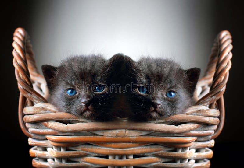Dos gatitos negros adorables en cesta