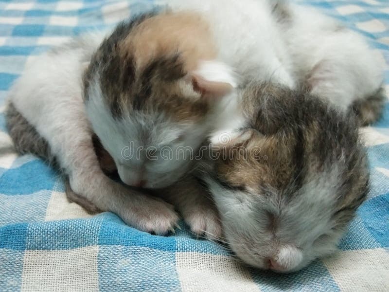 Dos gatos adorables lindos del bebé el dormir imagen de archivo Dos gatos adorables lindos del bebé el dormir imagen de archivo