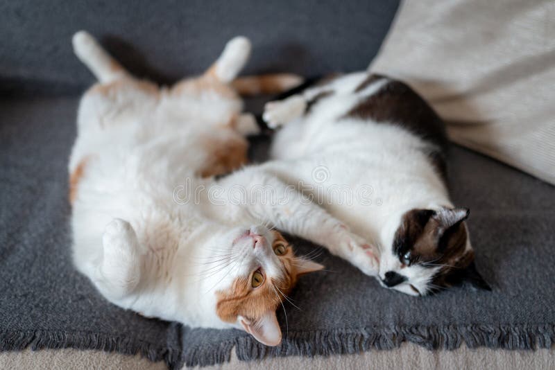 Domestic cat life at home. two cats sleeping together on a sofa. Animal friendship. Domestic cat life at home. two cats sleeping together on a sofa. Animal friendship