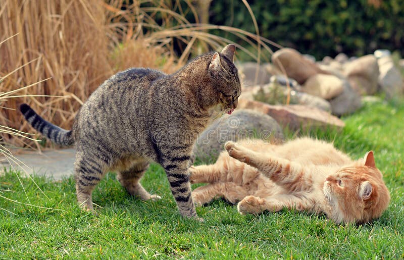 Dos gatos que luchan en el jardín