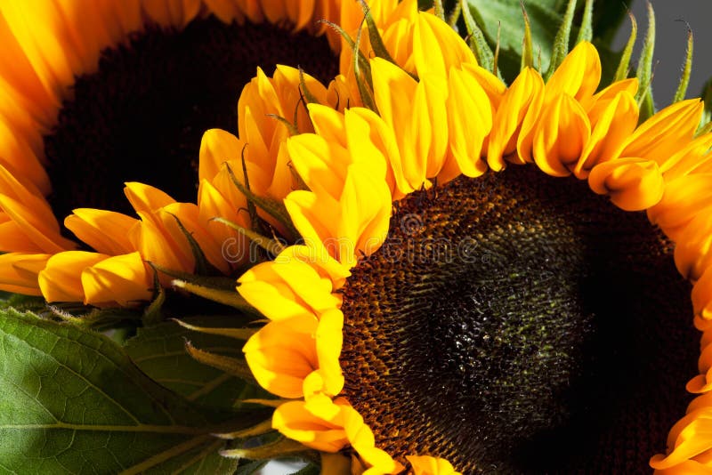 Dos girasoles, cierre para arriba foto de archivo Dos girasoles, cierre para arriba foto de archivo