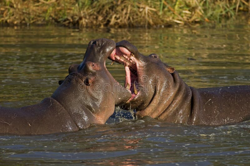 Dos hipopótamos que luchan; Amphibius del Hippopotamus foto de archivo libre de regalías Dos hipopótamos que luchan; Amphibius del Hippopotamus foto de archivo libre de regalías