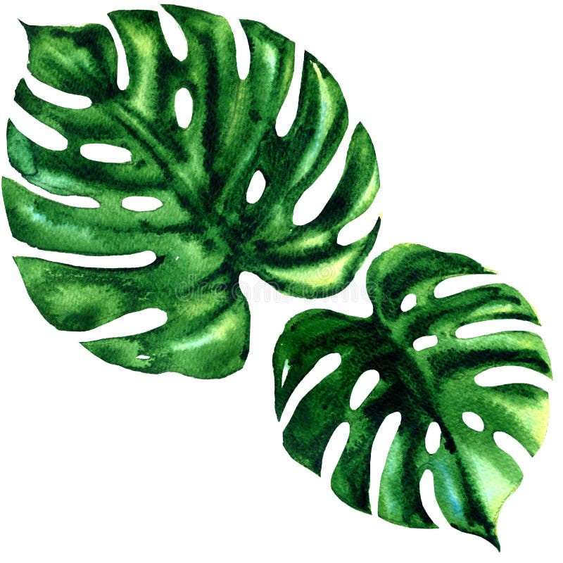 Dos hoja verde grande tropical del monstera exótico aislada, ejemplo de la acuarela en blanco ilustración del vector Dos hoja verde grande tropical del monstera exótico aislada, ejemplo de la acuarela en blanco ilustración del vector