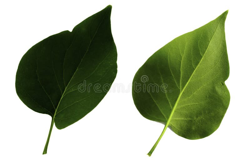 Dos hojas verdes de lila aisladas en el lado blanco del fondo, superior e inferior de la hoja fotografía de archivo Dos hojas verdes de lila aisladas en el lado blanco del fondo, superior e inferior de la hoja fotografía de archivo