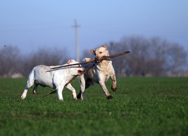 Dos labradors amarillos que juegan en el campo fotografía de archivo libre de regalías Dos labradors amarillos que juegan en el campo fotografía de archivo libre de regalías