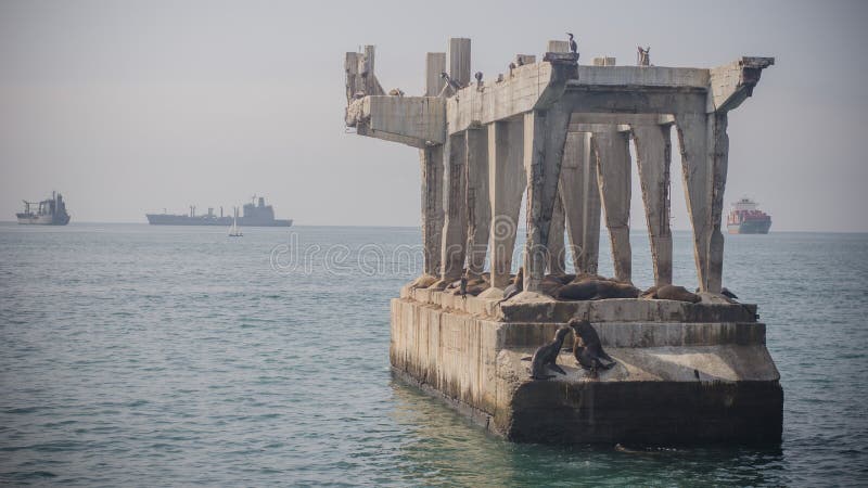 Dos leones marinos que se besan sobre un puente quebrado en el puerto de Valpar fotos de archivo Dos leones marinos que se besan sobre un puente quebrado en el puerto de Valpar fotos de archivo