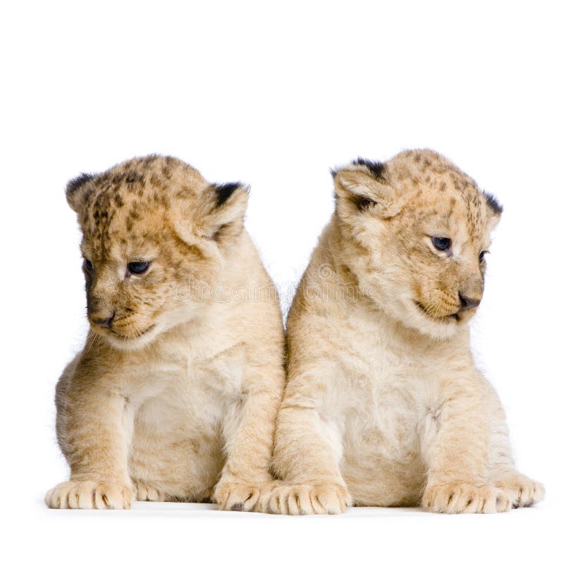 Two Lion Cubs (3 weeks) in front of a white background. All my pictures are taken in a photo studio. Two Lion Cubs (3 weeks) in front of a white background. All my pictures are taken in a photo studio.