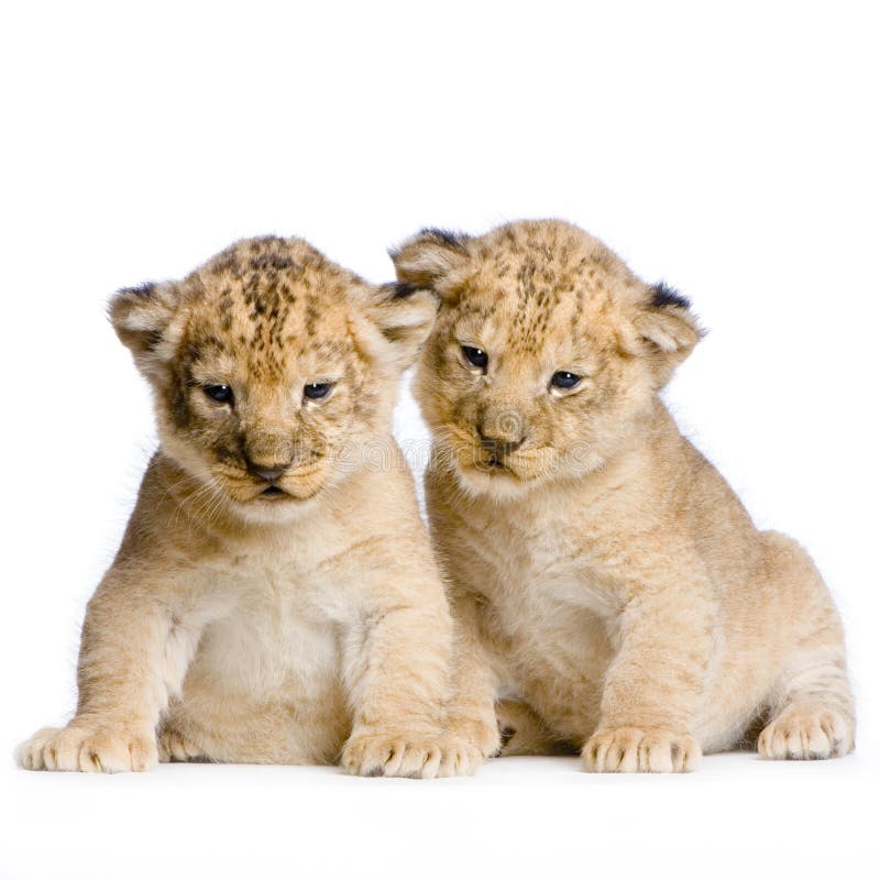 Two Lion Cubs (3 weeks) in front of a white background. All my pictures are taken in a photo studio. Two Lion Cubs (3 weeks) in front of a white background. All my pictures are taken in a photo studio.