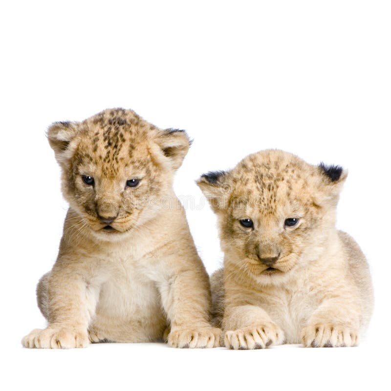 Two Lion Cubs (3 weeks) in front of a white background. All my pictures are taken in a photo studio. Two Lion Cubs (3 weeks) in front of a white background. All my pictures are taken in a photo studio.