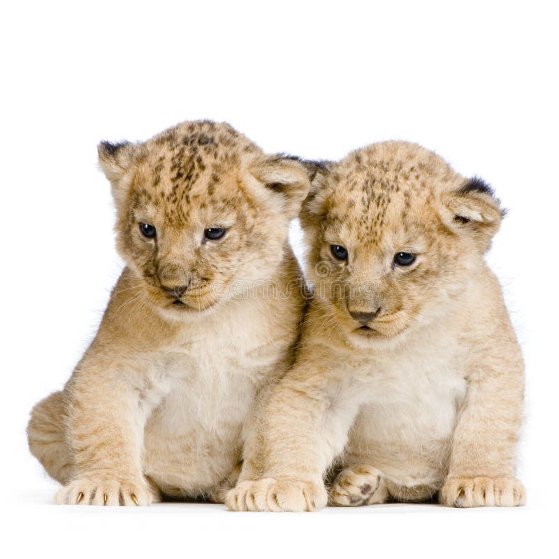 Two Lion Cubs (3 weeks) in front of a white background. All my pictures are taken in a photo studio. Two Lion Cubs (3 weeks) in front of a white background. All my pictures are taken in a photo studio.