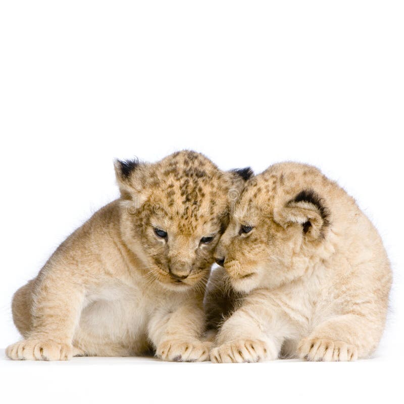 Two Lion Cubs (3 weeks) in front of a white background. All my pictures are taken in a photo studio. Two Lion Cubs (3 weeks) in front of a white background. All my pictures are taken in a photo studio.