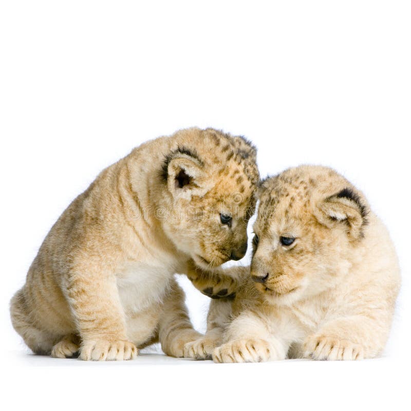 Two Lion Cubs (3 weeks) in front of a white background. All my pictures are taken in a photo studio. Two Lion Cubs (3 weeks) in front of a white background. All my pictures are taken in a photo studio.