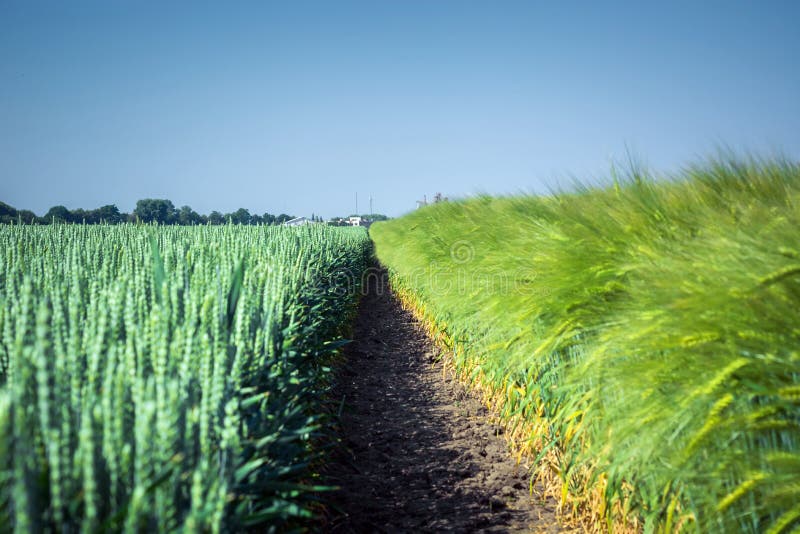 Dos lisos, campos de trigo limpios y cebada híbrida, separados por una raya fina del suelo, contra el cielo imagen de archivo Dos lisos, campos de trigo limpios y cebada híbrida, separados por una raya fina del suelo, contra el cielo imagen de archivo