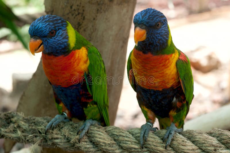 Dos loros hermosos en el safari foto de archivo