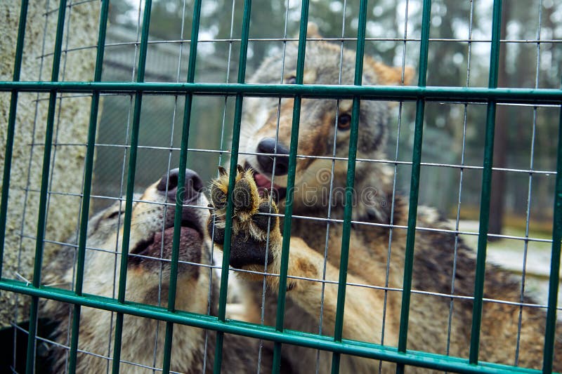 Dos lupus de Canis de los lobos de madera o de los lobos grises que juegan con uno a en otoño fotos de archivo libres de regalías Dos lupus de Canis de los lobos de madera o de los lobos grises que juegan con uno a en otoño fotos de archivo libres de regalías
