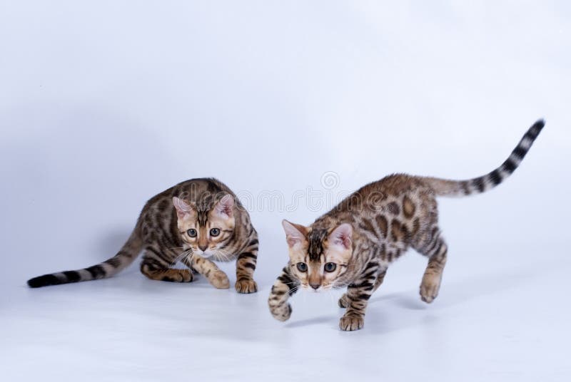 Dos mancharon gatos de la raza de Bengala imagen de archivo libre de regalías Dos mancharon gatos de la raza de Bengala imagen de archivo libre de regalías
