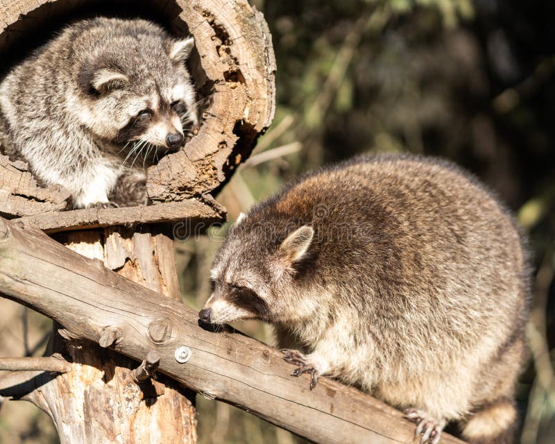 Dos mapaches o lotor del Procyon del mapache, también conocidos como el mapache norteamericano, en el parque zoológico fotos de archivo Dos mapaches o lotor del Procyon del mapache, también conocidos como el mapache norteamericano, en el parque zoológico fotos de archivo