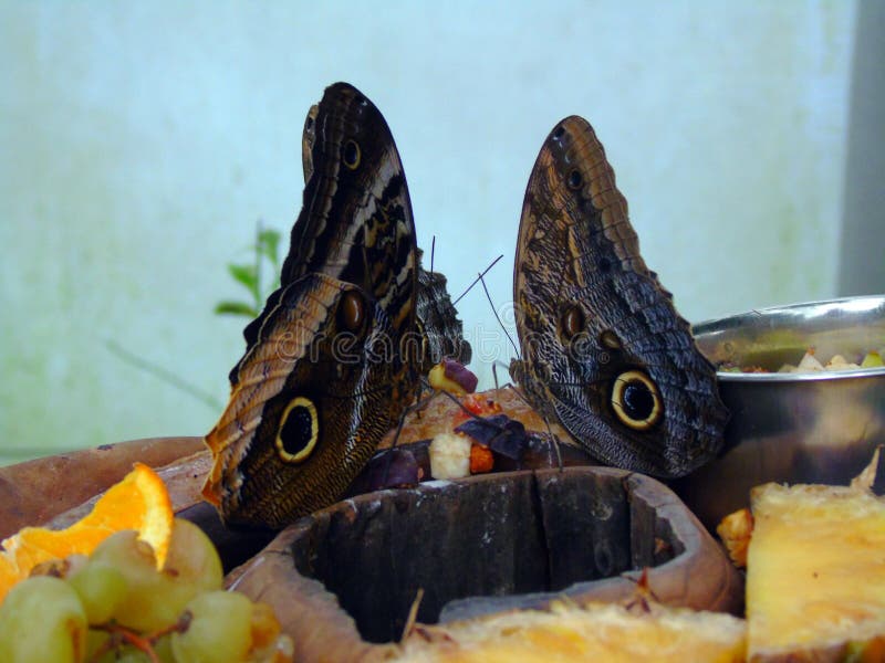 Dos mariposas que alimentan en la fruta imagenes de archivo Dos mariposas que alimentan en la fruta imagenes de archivo