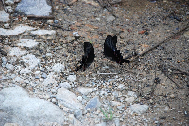 Dos mariposas que bailan al niño de uno a en las piedras cerca del agua fotos de archivo libres de regalías Dos mariposas que bailan al niño de uno a en las piedras cerca del agua fotos de archivo libres de regalías