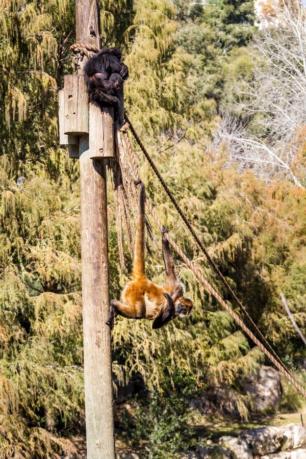 Dos monos de araña en el parque zoológico bíblico de Jerusalén, Israel fotos de archivo Dos monos de araña en el parque zoológico bíblico de Jerusalén, Israel fotos de archivo