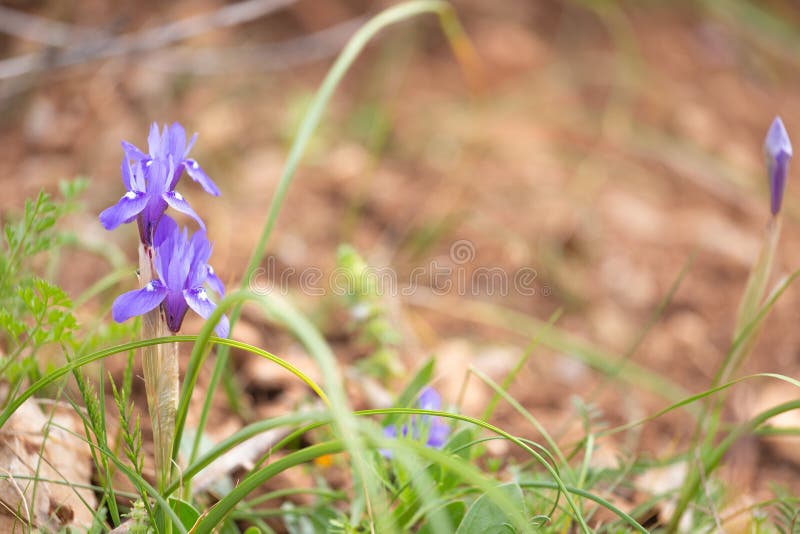 Two Moraea sisyrinchium or Gynandriris sisyrinchium, also known as the barbary nut. Wild small irises. Easily found in Turkey, Mediterranean region. Two Moraea sisyrinchium or Gynandriris sisyrinchium, also known as the barbary nut. Wild small irises. Easily found in Turkey, Mediterranean region.