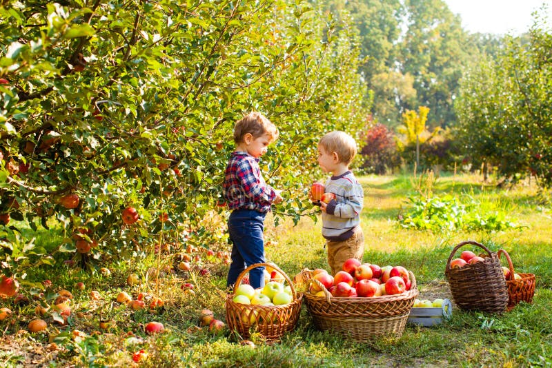 Dos niños con las manzanas en sus manos en la huerta del otoño fotografía de archivo libre de regalías Dos niños con las manzanas en sus manos en la huerta del otoño fotografía de archivo libre de regalías
