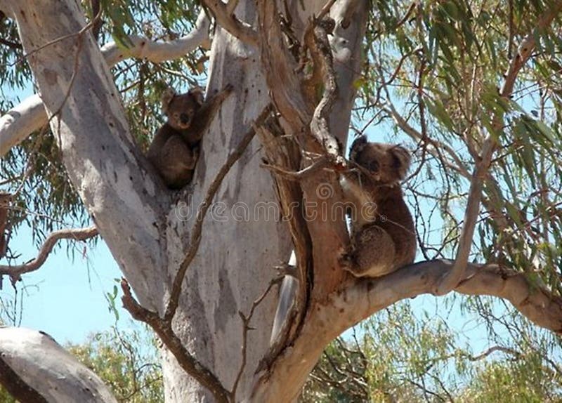 Dos osos de koala que abrazan el árbol de goma imagen de archivo Dos osos de koala que abrazan el árbol de goma imagen de archivo