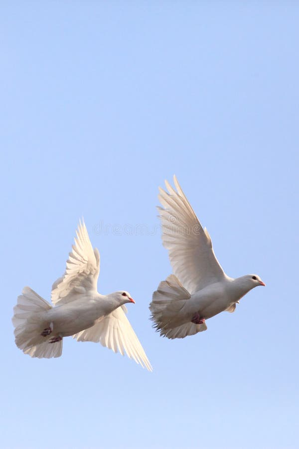 Dos palomas blancas que vuelan imagen de archivo Dos palomas blancas que vuelan imagen de archivo