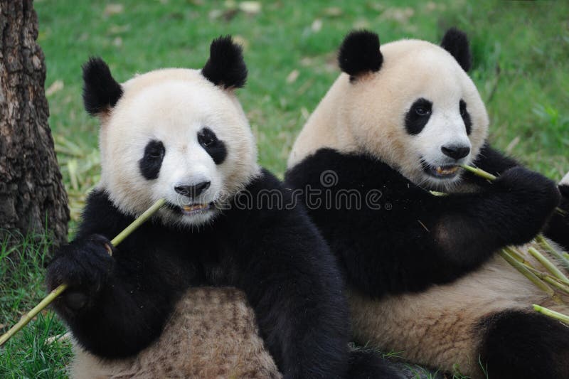 Dos pandas encantadoras que comen el bambú