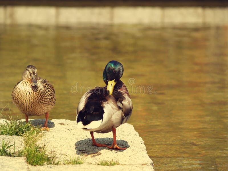Dos patos cerca del agua imagenes de archivo Dos patos cerca del agua imagenes de archivo