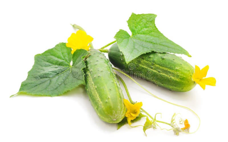 Two ripe cucumbers isolated on white background. Two ripe cucumbers isolated on white background