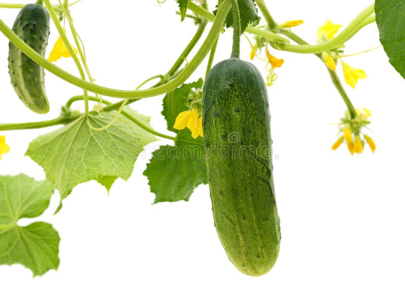 Two ripe cucumbers with flowers and leaves isolated on white background. Two ripe cucumbers with flowers and leaves isolated on white background