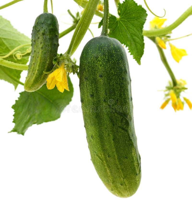 Two ripe cucumbers with flowers and leaves isolated on white background. Two ripe cucumbers with flowers and leaves isolated on white background