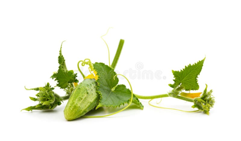 Two ripe cucumbers with flowers and leaves isolated on white background. Two ripe cucumbers with flowers and leaves isolated on white background