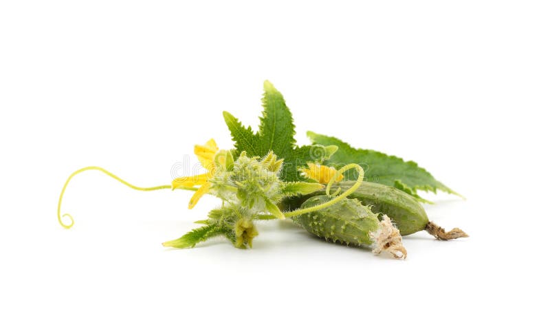 Two ripe cucumbers with flowers and leaves isolated on white background. Two ripe cucumbers with flowers and leaves isolated on white background