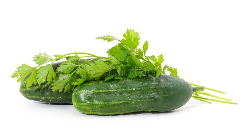 Two ripe cucumbers with parsley isolated on white background. Two ripe cucumbers with parsley isolated on white background