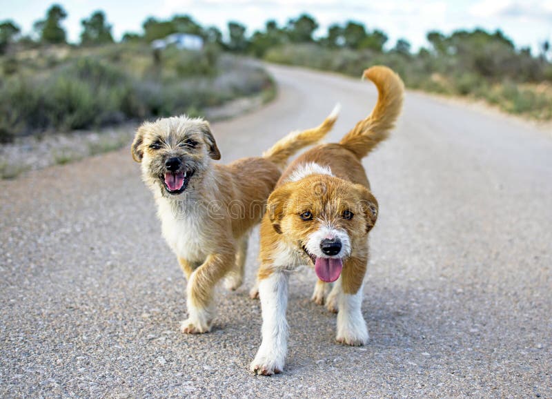 Dos peque?os perros perdidos abandonaron solo en el camino fotos de archivo libres de regalías Dos peque?os perros perdidos abandonaron solo en el camino fotos de archivo libres de regalías