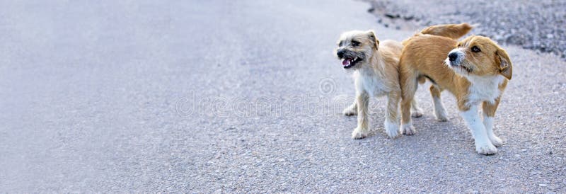 Dos peque?os perros perdidos abandonaron solo en el camino fotos de archivo libres de regalías Dos peque?os perros perdidos abandonaron solo en el camino fotos de archivo libres de regalías