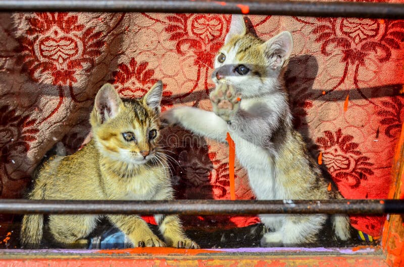 Dos pequeños gatos felicidad y diversión jugando fotos de archivo libres de regalías Dos pequeños gatos felicidad y diversión jugando fotos de archivo libres de regalías