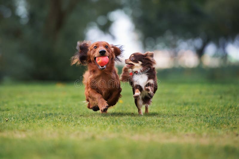 Dos pequeños perros que corren al aire libre