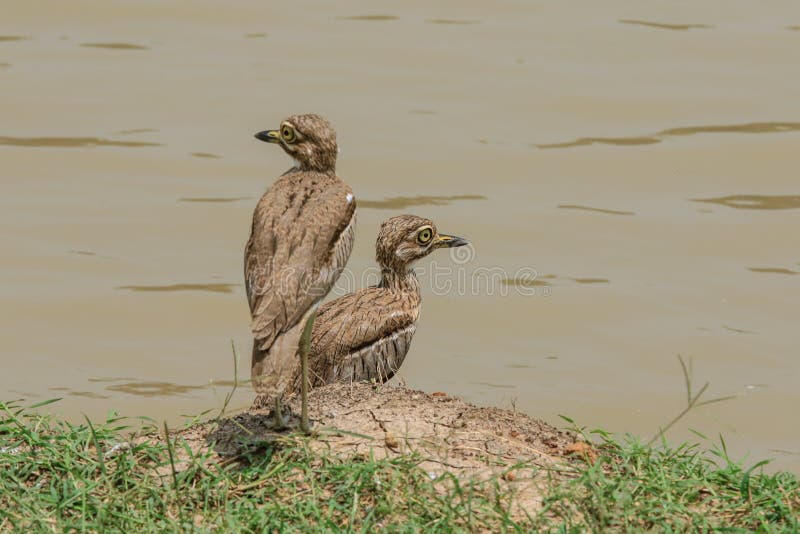 Dos pequeños pájaros en el parque nacional de Mikumi, Tanzania imagenes de archivo Dos pequeños pájaros en el parque nacional de Mikumi, Tanzania imagenes de archivo