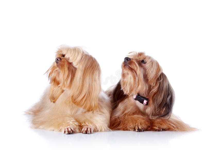 Dos perritos de un perrito decorativo. imagenes de archivo Dos perritos de un perrito decorativo. imagenes de archivo