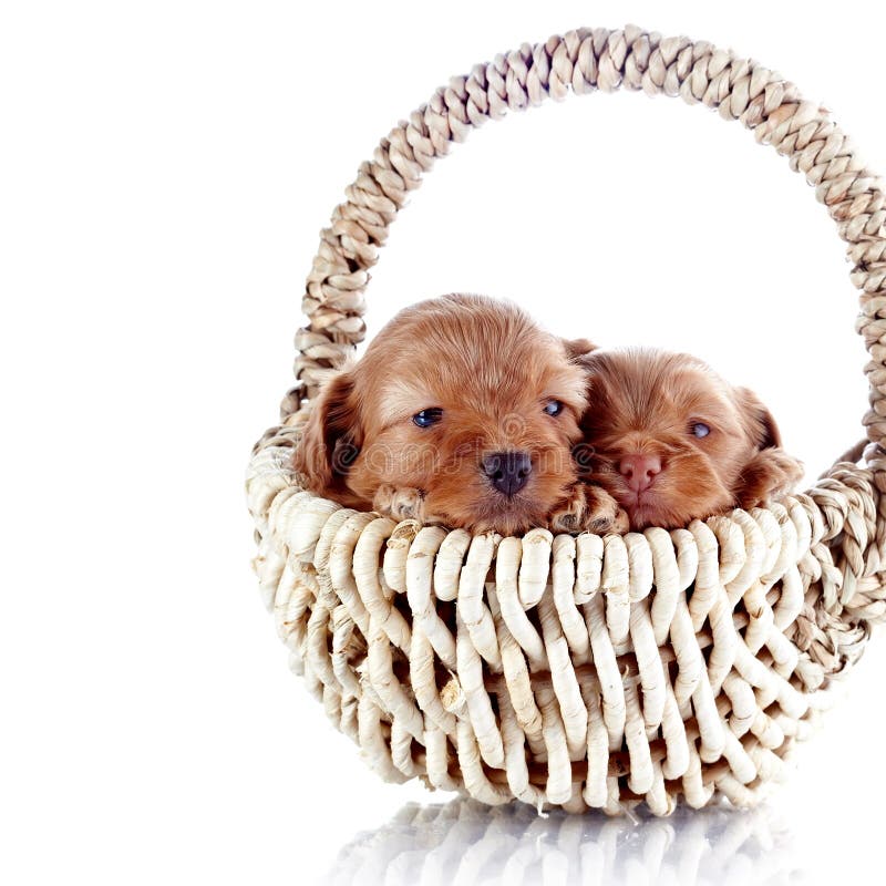 Dos perritos en una cesta wattled imagenes de archivo Dos perritos en una cesta wattled imagenes de archivo