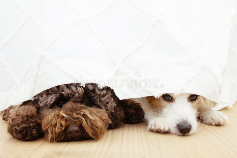 Two afraid or scared dogs below a curtain because of fireworks, thunderstorm, loud noises or separation anxiety. Two afraid or scared dogs below a curtain because of fireworks, thunderstorm, loud noises or separation anxiety.