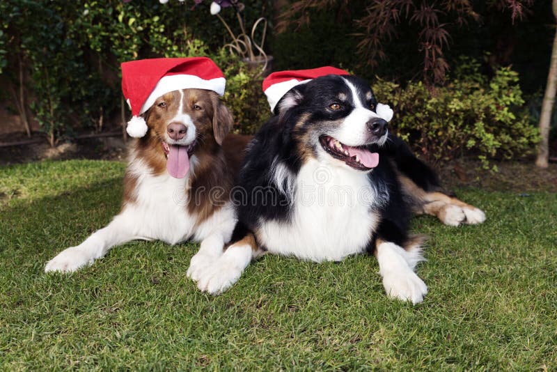 Dos perros celebran el jardín feliz Sunny Day de los pares de la Navidad fotografía de archivo Dos perros celebran el jardín feliz Sunny Day de los pares de la Navidad fotografía de archivo