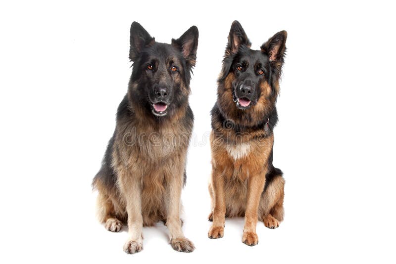 Dos perros de pastor alemán
